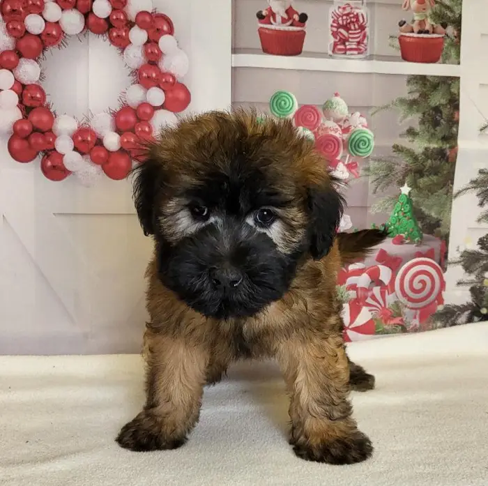 Male Soft Coated Wheaten Terrier Puppy for Sale in Schererville, IN