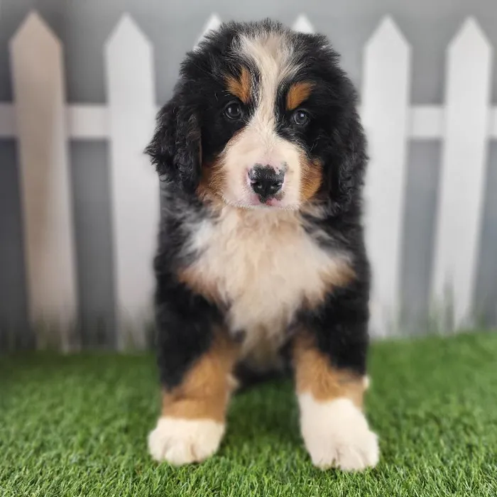 Male Bernese Mountain Dog Puppy for Sale in Schererville, IN