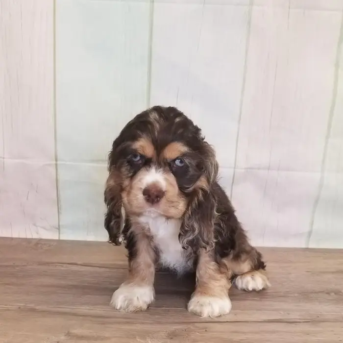 Female Cocker Spaniel Puppy for Sale in Schererville, IN