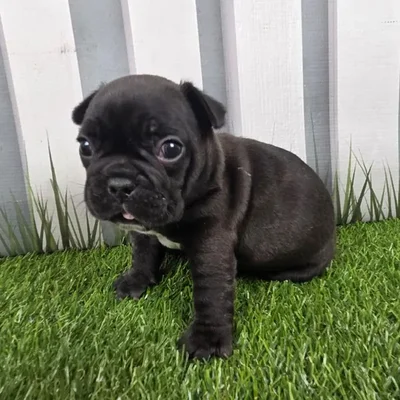 Male French Bulldog Puppy for Sale in Schererville, IN
