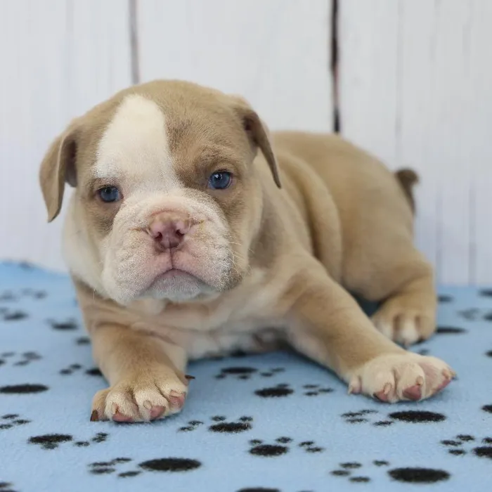Male English Bulldog Puppy for Sale in Indianapolis, IN