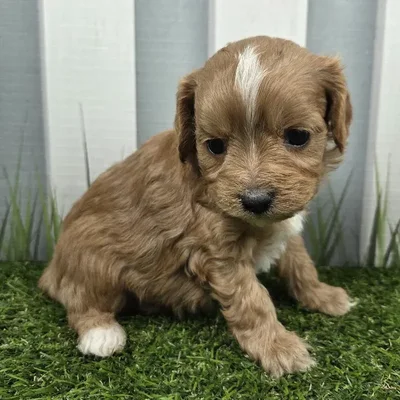 Female Cavapoo Puppy for Sale in Schererville, IN