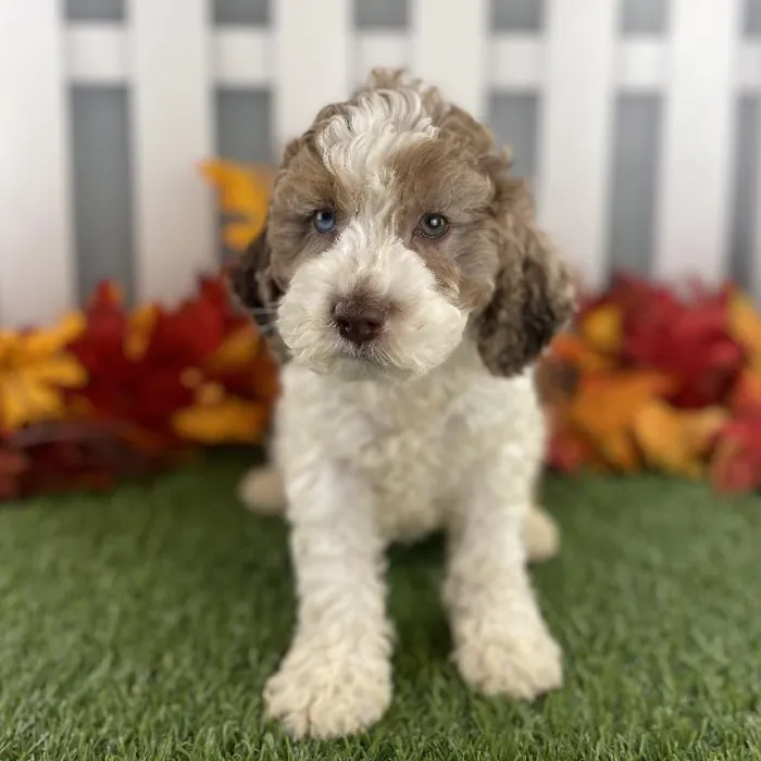 Male Cockapoo Puppy for Sale in Schererville, IN