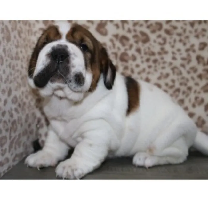 Female Walrus Puppy for Sale in Schererville, IN