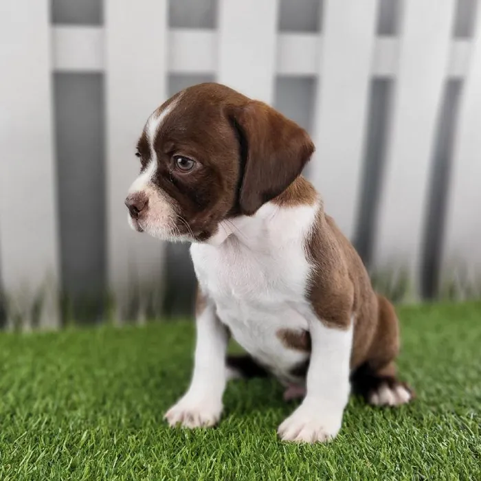 Male Boston Spaniel Puppy for Sale in Schererville, IN
