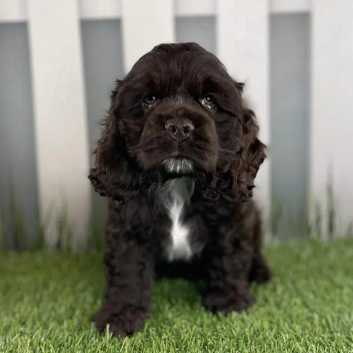 Male Cocker Spaniel Puppy for Sale in Schererville, IN