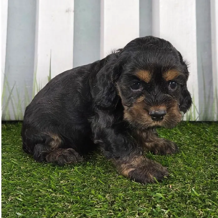 Male Cocker Spaniel Puppy for Sale in Schererville, IN