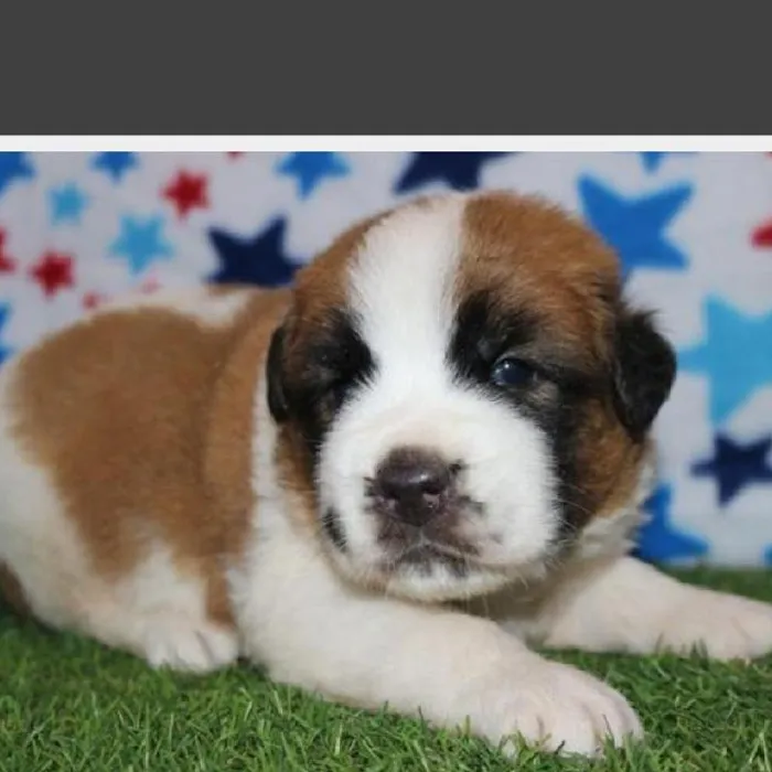 Male Saint Bernard Puppy for Sale in Schererville, IN
