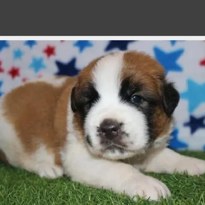 Male Saint Bernard Puppy for Sale in Schererville, IN