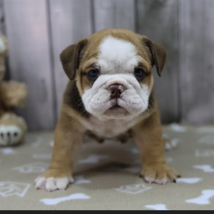 Female English Bulldog Puppy for Sale in Schererville, IN