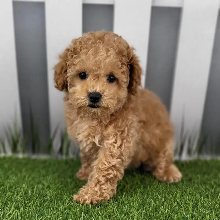 Female Toy Poodle Puppy for Sale in Schererville, IN