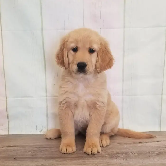 Female Golden Retriever Puppy for Sale in Schererville, IN