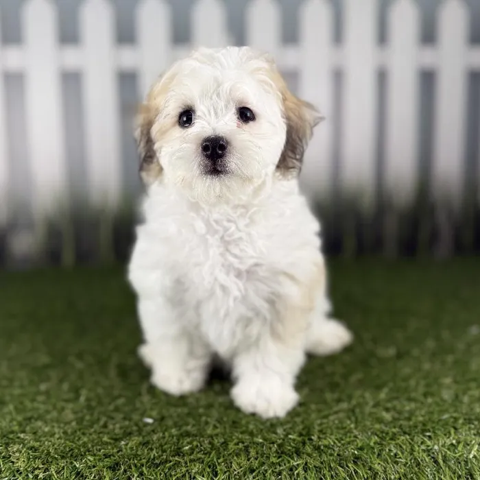 Female Coton-Poo Puppy for Sale in Indianapolis, IN