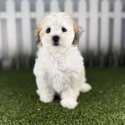 Female Coton-Poo Puppy for Sale in Indianapolis, IN
