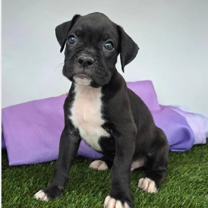 Male Boxer Puppy for Sale in Schererville, IN
