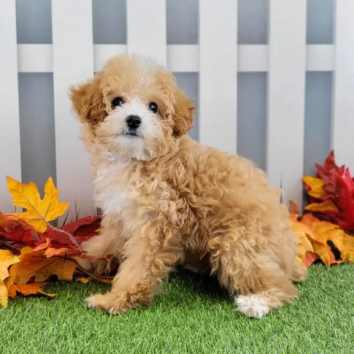 Female Toy Poodle Puppy for Sale in Schererville, IN