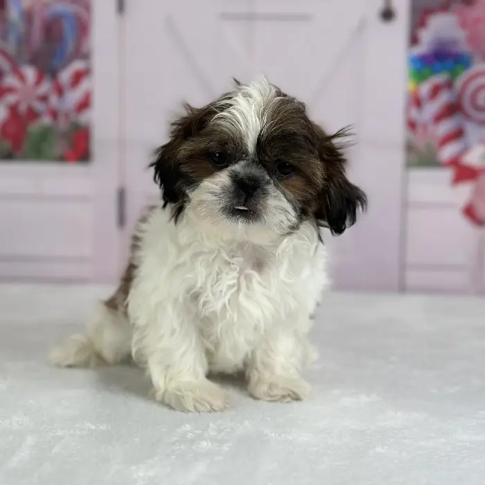 Female Shih Tzu Puppy for Sale in Indianapolis, IN