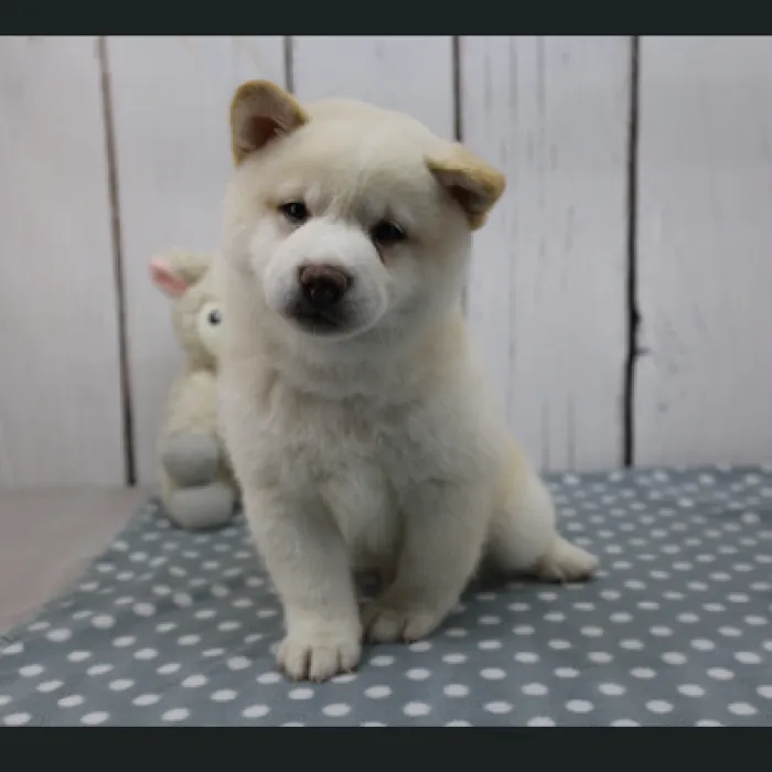 Male Shiba Inu Puppy for Sale in Schererville, IN