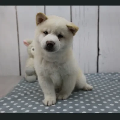 Male Shiba Inu Puppy for Sale in Schererville, IN