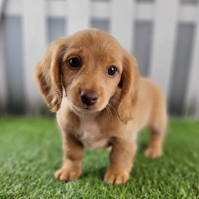 Female Miniature Dachshund Puppy for Sale in Schererville, IN