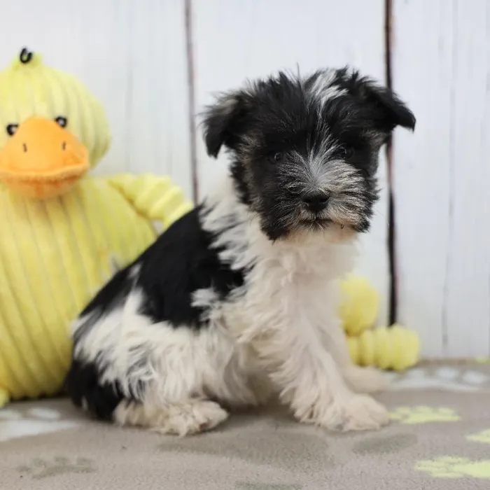 Male Miniature Schnauzer Puppy for Sale in Indianapolis, IN