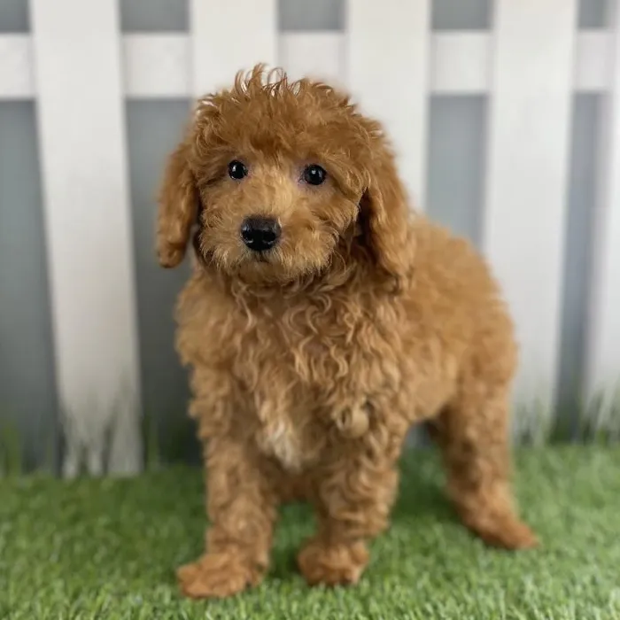 Male Toy Poodle Puppy for Sale in Schererville, IN