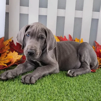Female Great Dane Puppy for Sale in Schererville, IN