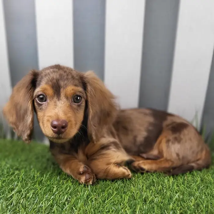 Male Miniature Dachshund Puppy for Sale in Schererville, IN