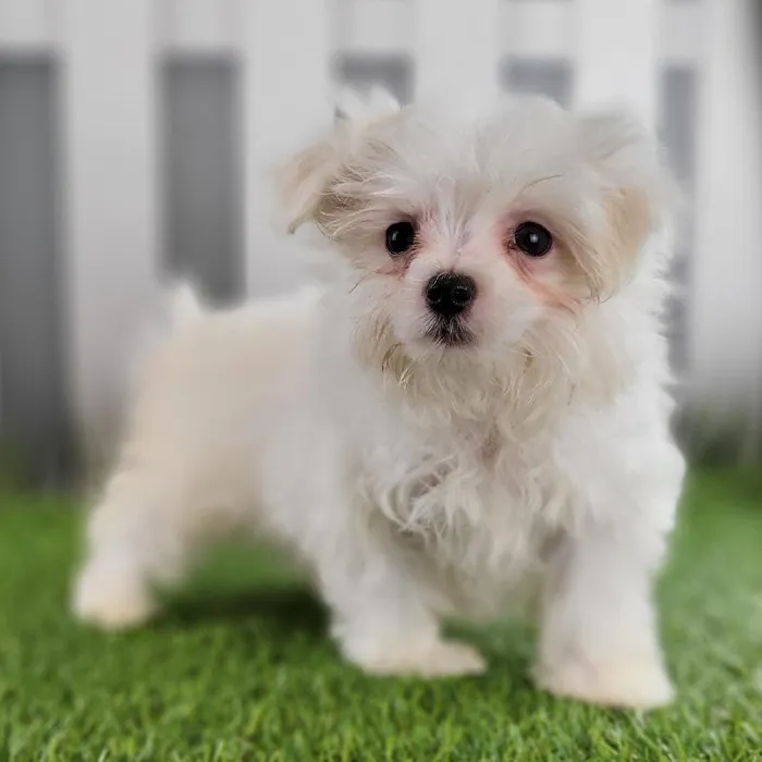 Female Maltese Puppy for Sale in Schererville, IN