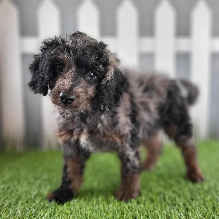 Male Cavapoo Puppy for Sale in Schererville, IN