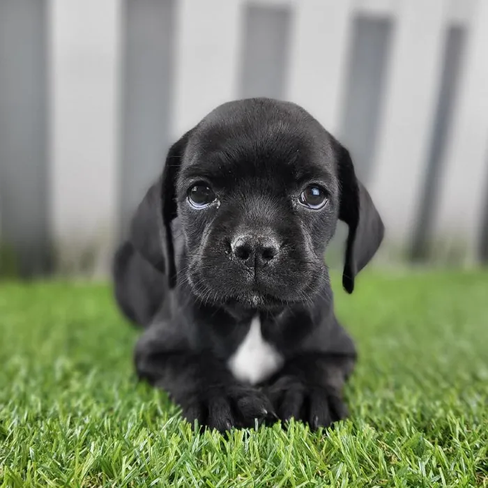 Female Boston Spaniel Puppy for Sale in Schererville, IN