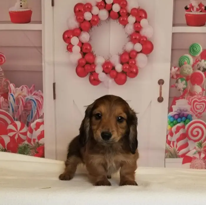 Female Miniature Dachshund Puppy for Sale in Schererville, IN