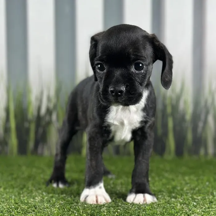 Female Boston Spaniel Puppy for Sale in Schererville, IN