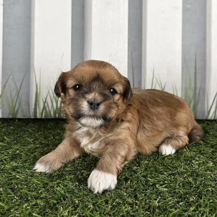 Female Lhasa Apso Puppy for Sale in Schererville, IN