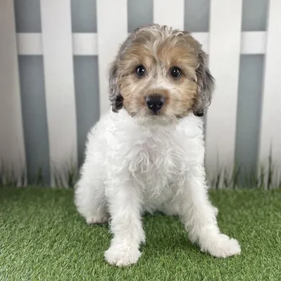 Male Miniature Aussiedoodle Puppy for Sale in Schererville, IN