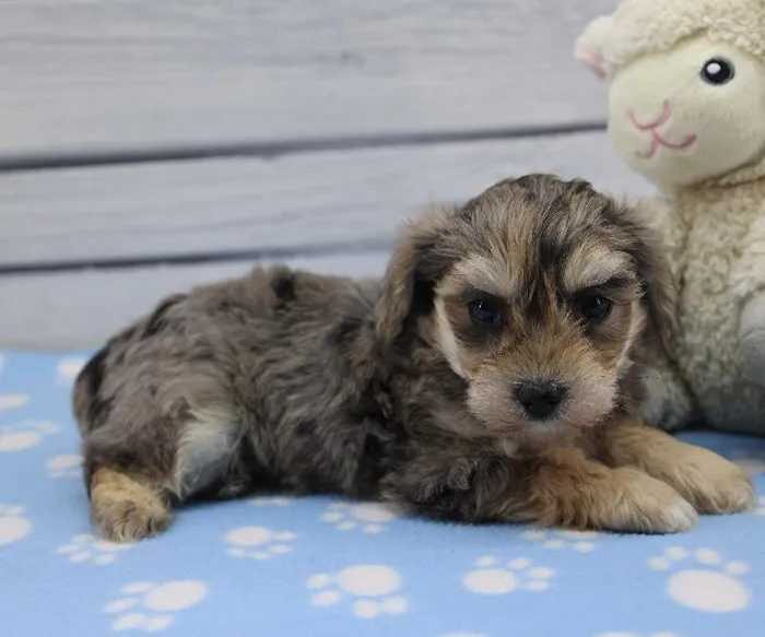 Male Yorkie-Poo Puppy for Sale in Indianapolis, IN
