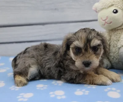 Male Yorkie-Poo Puppy for Sale in Indianapolis, IN