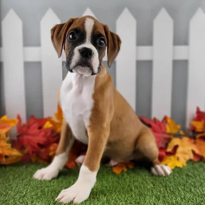 Male Boxer Puppy for Sale in Schererville, IN