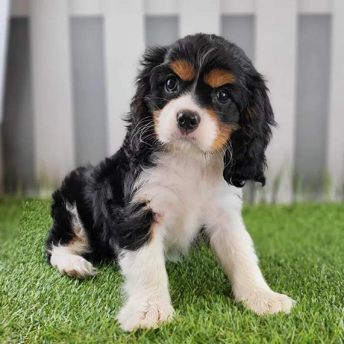 Female Cavalier King Charles Spaniel Puppy for Sale in Schererville, IN