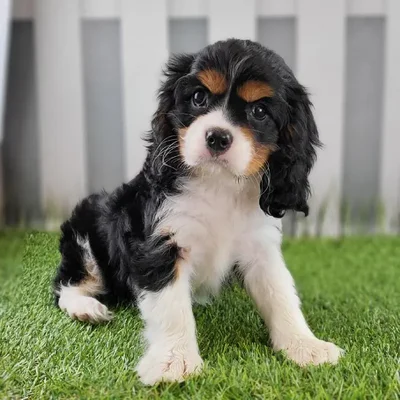 Female Cavalier King Charles Spaniel Puppy for Sale in Schererville, IN
