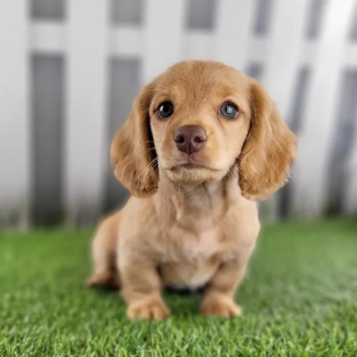 Male Miniature Dachshund Puppy for Sale in Schererville, IN