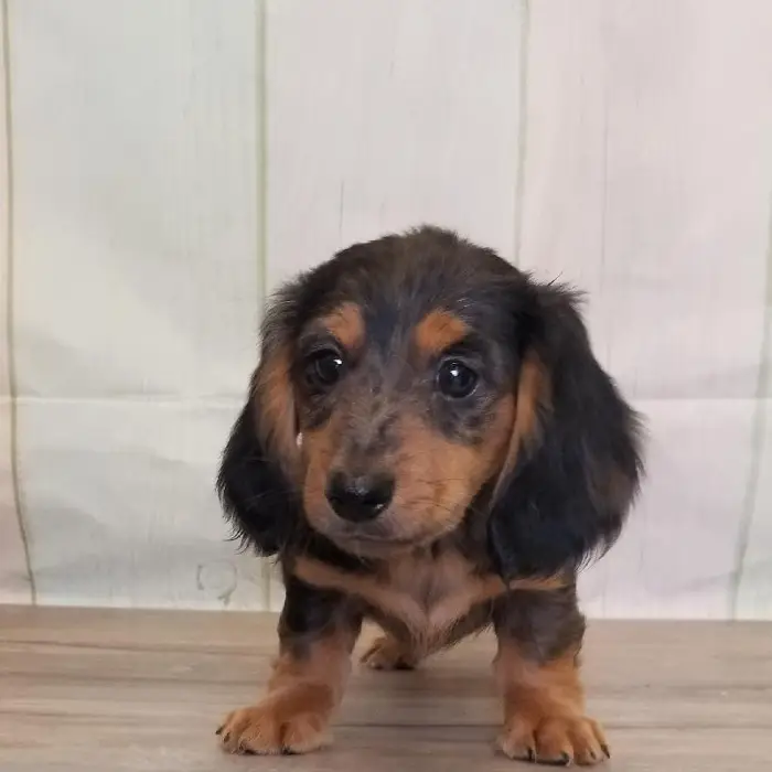 Female Miniature Dachshund Puppy for Sale in Schererville, IN