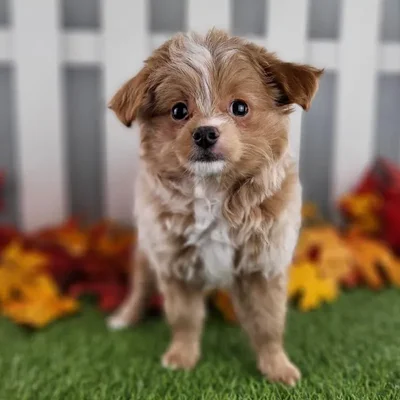 Male Pompoo Puppy for Sale in Schererville, IN