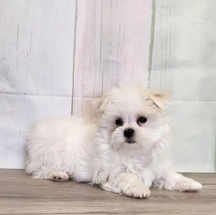 Female Maltese Puppy for Sale in Schererville, IN