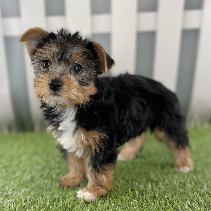 Female Yorkshire Terrier Puppy for Sale in Schererville, IN