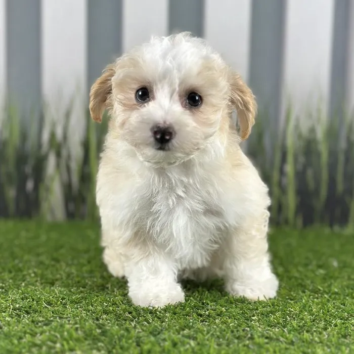 Female Coton-Poo Puppy for Sale in Indianapolis, IN