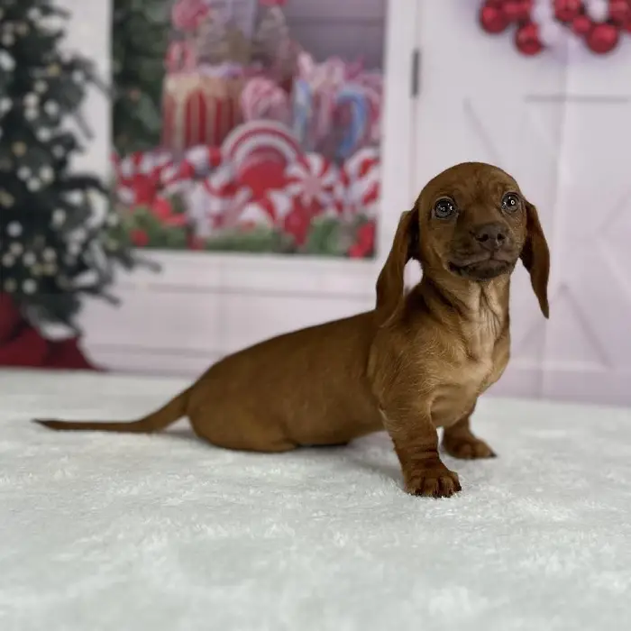 Female Miniature Dachshund Puppy for Sale in Indianapolis, IN