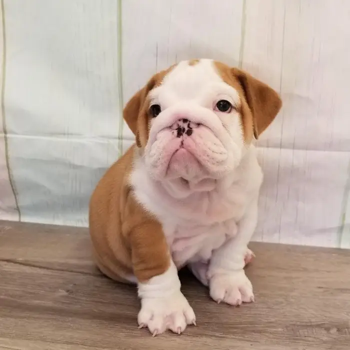 Male English Bulldog Puppy for Sale in Schererville, IN