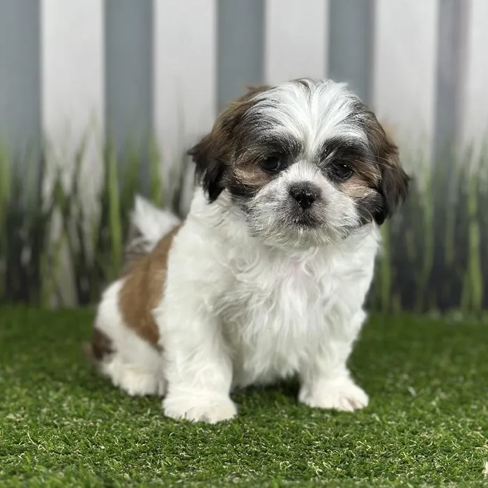 Male Shih Tzu Puppy for Sale in Indianapolis, IN