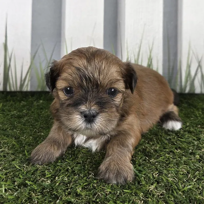 Male Lhasa Apso Puppy for Sale in Schererville, IN